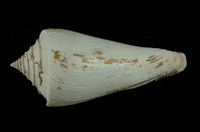 藏品(西寶芋螺)的圖片